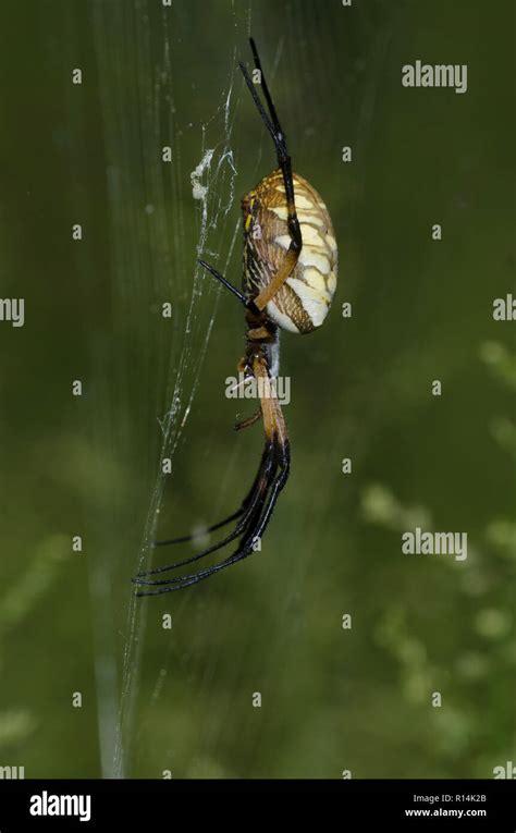 Black and Yellow Argiope, Argiope aurantia Stock Photo - Alamy