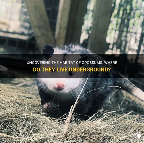 Uncovering The Habitat Of Opossums: Where Do They Live Underground? | PetShun