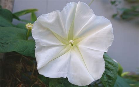 Moonflower Vine Is The Most Magical Night Blooming Plant You Can Grow