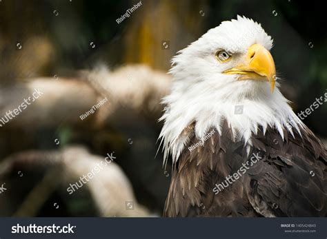 Majestic Bald Eagle Powerful Symbolism American Stock Photo 1405424843 | Shutterstock