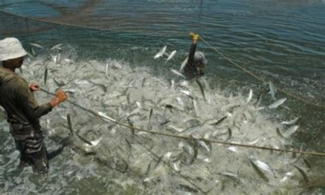 Panduan Lengkap Cara Budidaya Ikan Bandeng Organik Bagi Pemula Agar