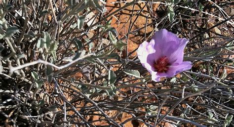 At Home On Azure Sky Sonoran Desert Wildflowers 2