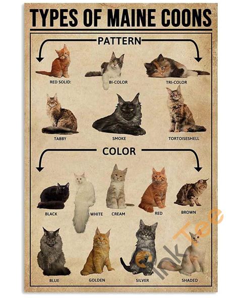 Maine Coon Weight Chart For Kittens Maine Coon Weight Chart