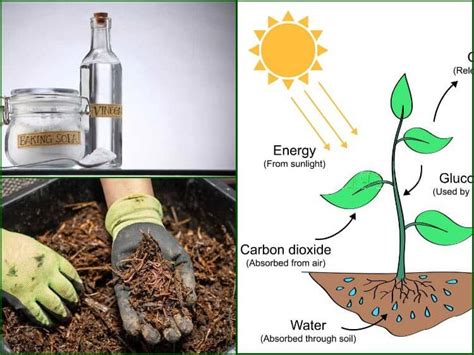 How To Create Carbon Dioxide For Your Plants | The Rex Garden