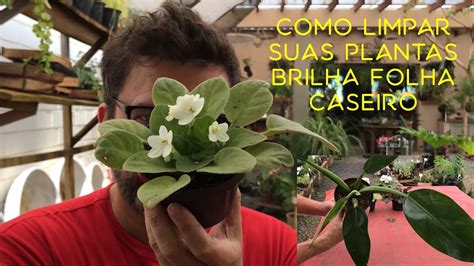 Como Limpar Suas Plantas Brilha Folha Caseiro Youtube