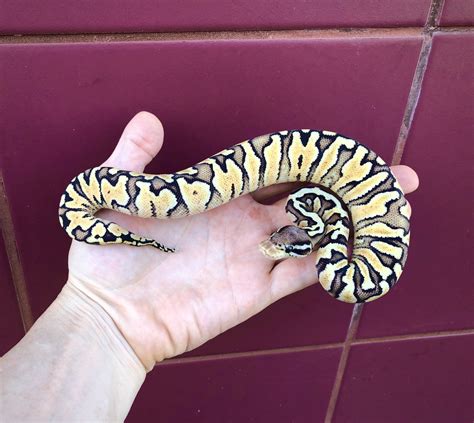 Zebra Ball Python Traits Morphpedia