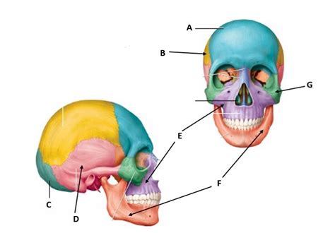 Skull Diagram Diagram | Quizlet