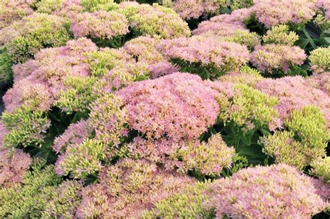 Stonecrop Sedum Crystal Pink Ryeland