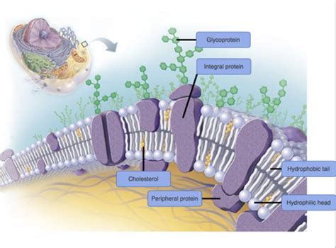 Week Membrane Transport Flashcards Quizlet