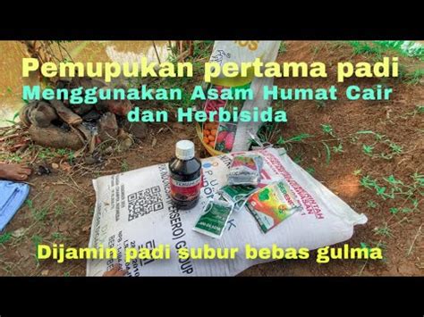 Mencampurkan Pupuk Kimia Urea Dengan Asam Humat Cair Serendy Furadan Di