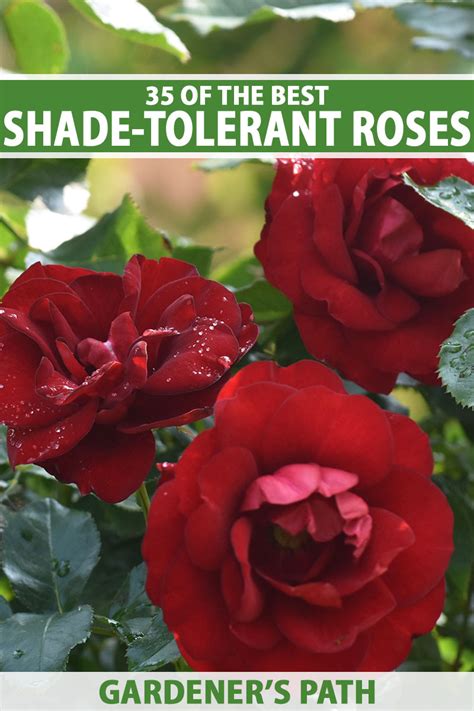 35 Of The Best Shade Tolerant Roses Gardener’s Path