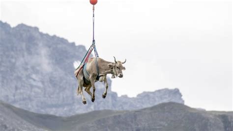 Cosa Ci Fa Una Mucca Sospesa Sulle Alpi Svizzere