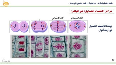 انقسام الخلية وتكاثرها 1 دورة الخلية الانقسام غير المباشر YouTube