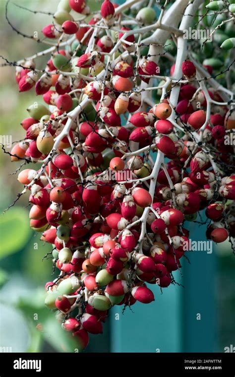 A bunch of red palm tree fruit Stock Photo - Alamy