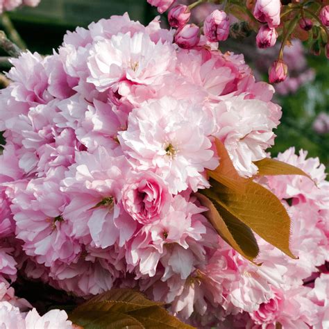 Pink Perfection Cherry Blossom Tree - Roots Plants