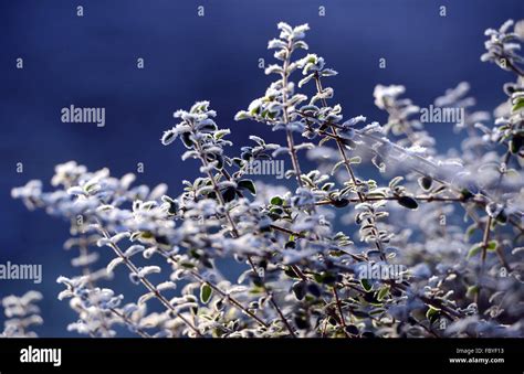 Frost on leaves Stock Photo - Alamy