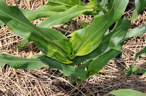 Stink Bug Whorl Damage In Corn Purdue University Pest Crop Newsletter