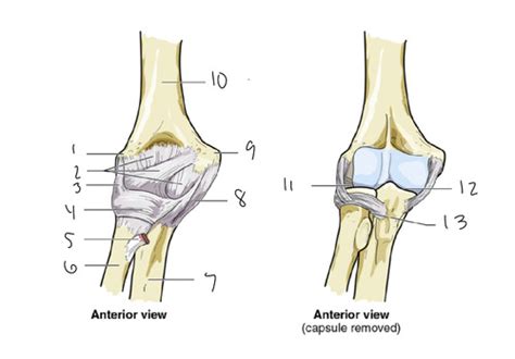 humerus and shoulder ligaments 2.1 Flashcards | Quizlet