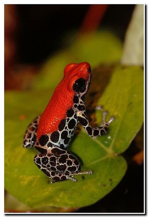 Red Backed Poison Frog CreationWiki The Encyclopedia Of Creation Science