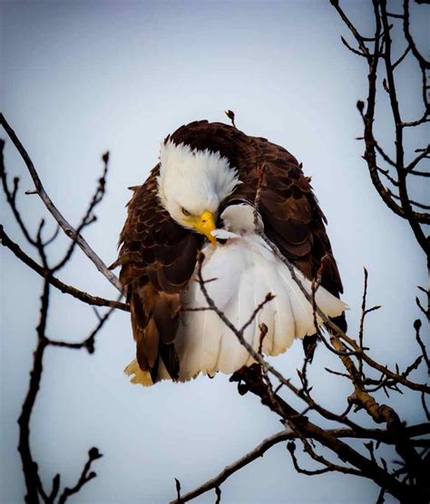 Where to go for the best Alaska wildlife photography - Explore with Alec