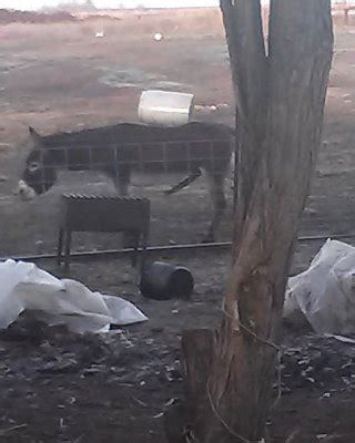 Bestial Porn Pics XXX Photos Sex Images PICTOA