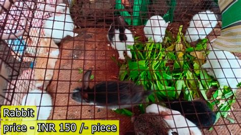 Recent Galiff Street Pet Market Hamster Rabbit Whitemouse Mongolian