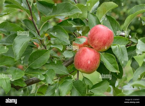 Apfel Malus Domestica Rebella Apple Malus Domestica Rebella Stock