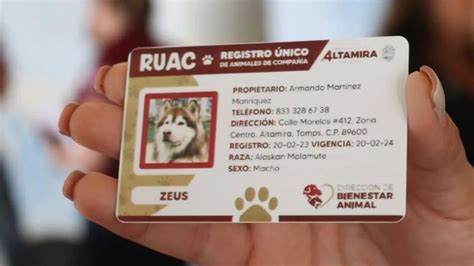 Curp Para Mascotas Paso A Paso Del Ruac Obligatorio En La Cdmx La