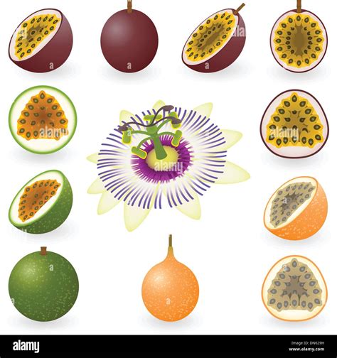 Passion Fruit Stock Vector Images Alamy