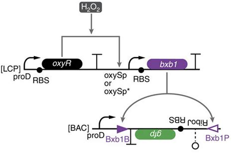 Live Cells Can Compute Using Gene Circuits | Cell And Molecular Biology 
