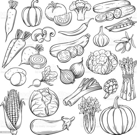 Vector Hand Drawn Vegetables Icons Set Sketch Style Collection Farm