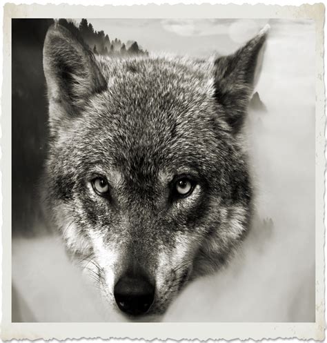 Wolf Free Stock Photo - Public Domain Pictures