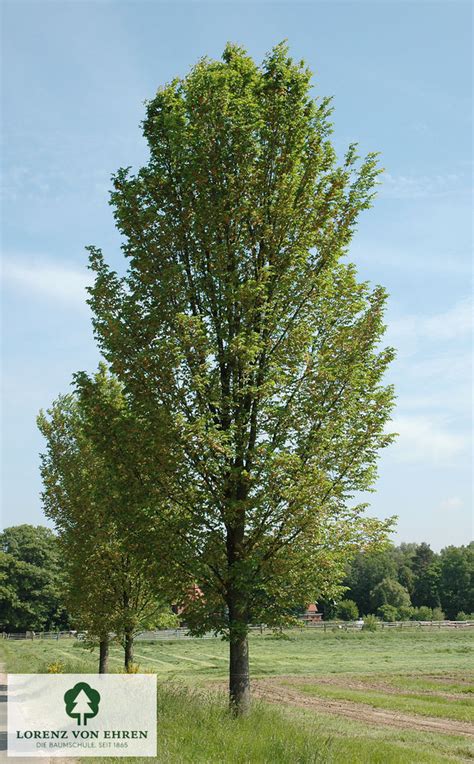 Ulmus Hollandica Lobel Baumschule Lve