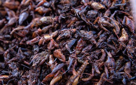 Best Chapulines Stock Photos, Pictures & Royalty-Free Images - iStock