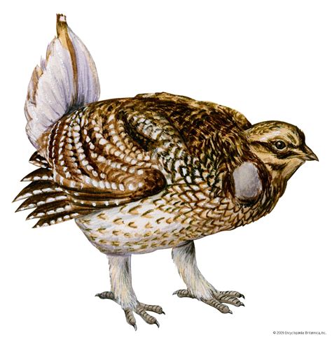 Grouse | Bird Species, Habitat & Diet | Britannica