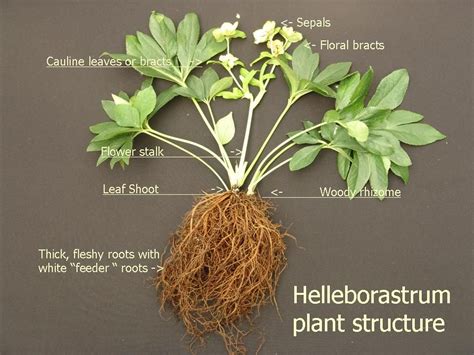 Hellebore Flower Structure Plant Structure Plants