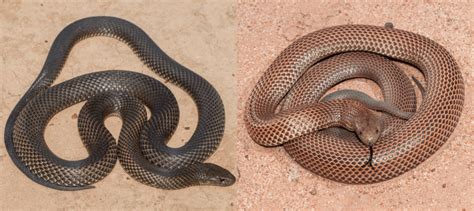 Venomous Snakes Found In Queensland Bird Watching Hq