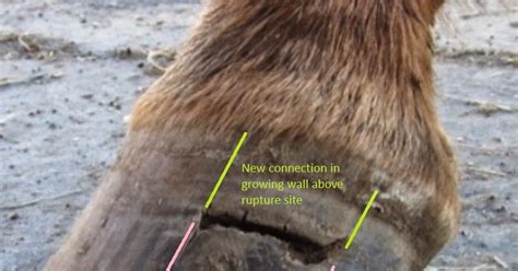 Rainier Equine Hoof Recovery Center The Truth About Hoof Abscesses