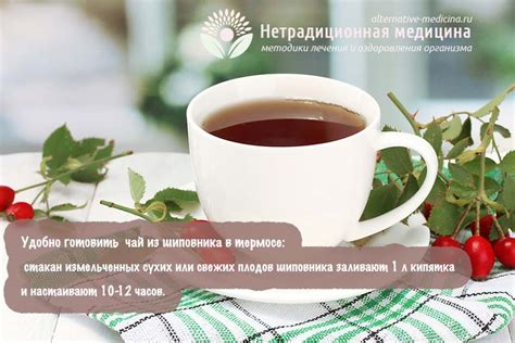 Корень шиповника: свойства и применения чая, чем полезен