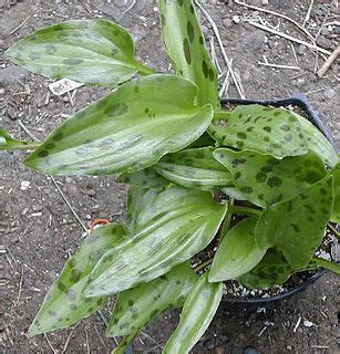 Drimiopsis maculata --Slow Fade Squill-- - Nursery Lockhart – Lone Star