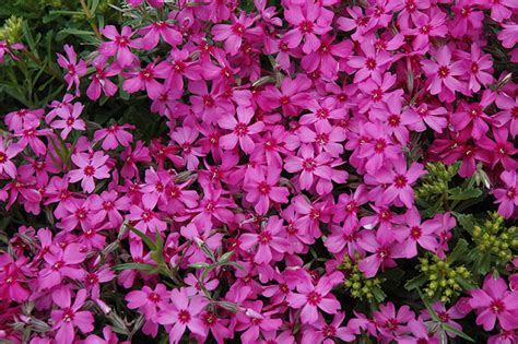 Phlox subulata 'Emerald Pink'