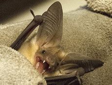 N Rko S Profile Hentai Foundry