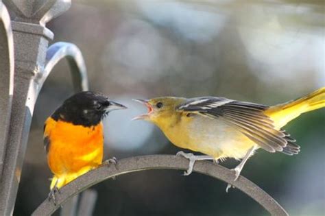 Baltimore Oriole feeding his young...