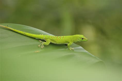 Little Green Lizard On A Leaf Free Image Download