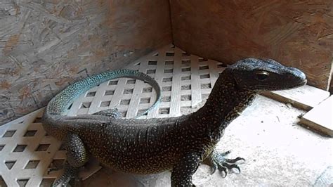 Bigboy And Blue Feeding Giant Monitor Lizards YouTube