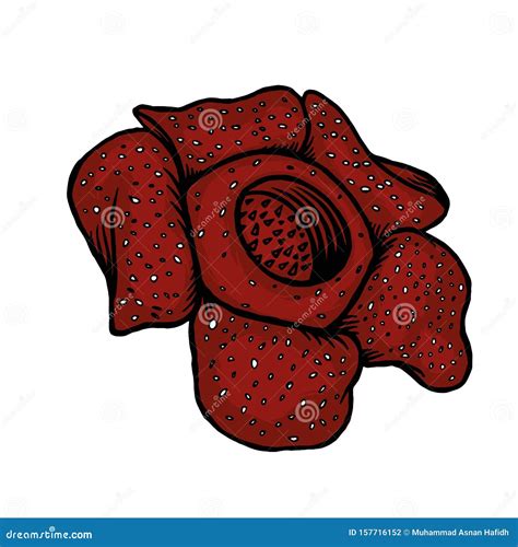 Red Rafflesia Flower Vector Stock Illustration - Illustration of borneo ...