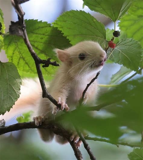 Пин от пользователя Britta Homrighausen на доске Squirrels