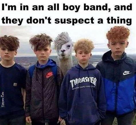 Funny Lama Memes Found On The Internet I Can Has Cheezburger