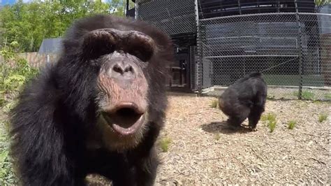 Former Research Chimps Go Out In A Forest For The First Time Youtube