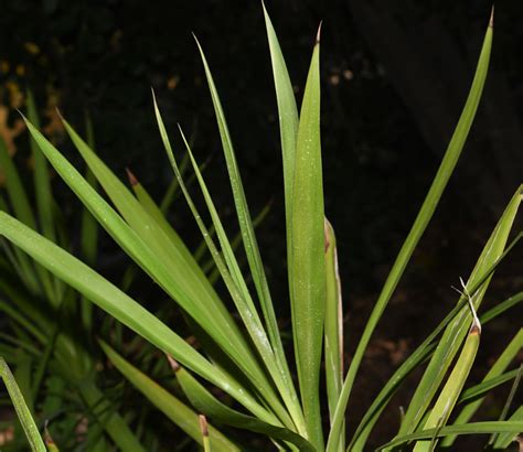 Cordyline stricta - Изображение особи - Плантариум